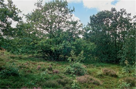 Egekrat – Naturen i Danmark 